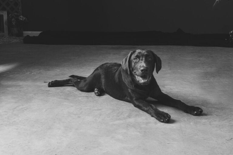 dog photography | eric cathell photography