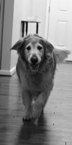 dog photography | eric cathell photography